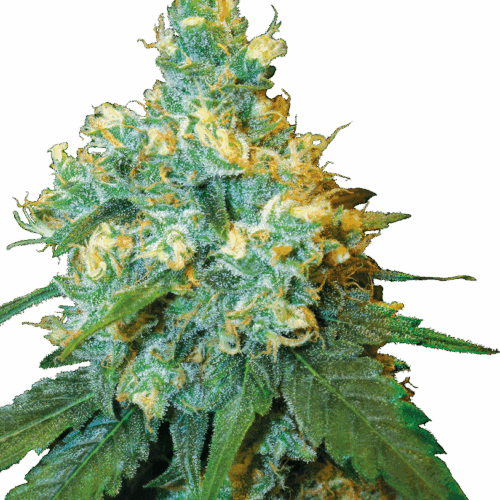 Sensi Seeds Cannabis Seeds Jack Herer® Regular