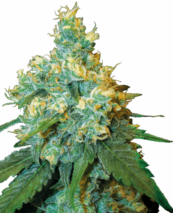 Sensi Seeds Cannabis Seeds Jack Herer® Regular