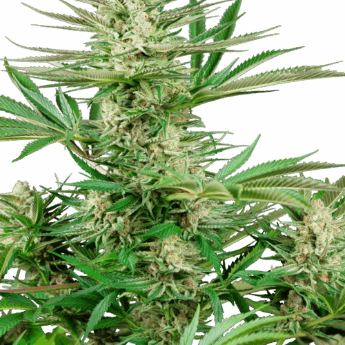 Sensi Seeds Cannabis Seeds Malibu OG Gold Feminized