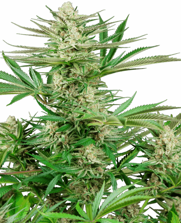 Sensi Seeds Cannabis Seeds Malibu OG Gold Feminized