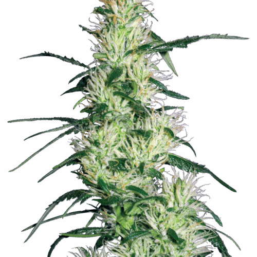 Sensi Seeds Cannabis Seeds Purple Haze Feminized by White Label