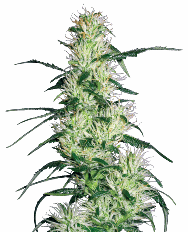 Sensi Seeds Cannabis Seeds Purple Haze Feminized by White Label