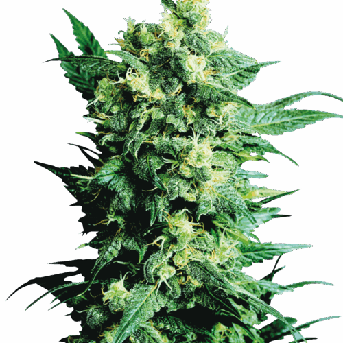 Sensi Seeds Cannabis Shiva Shanti II® Regular
