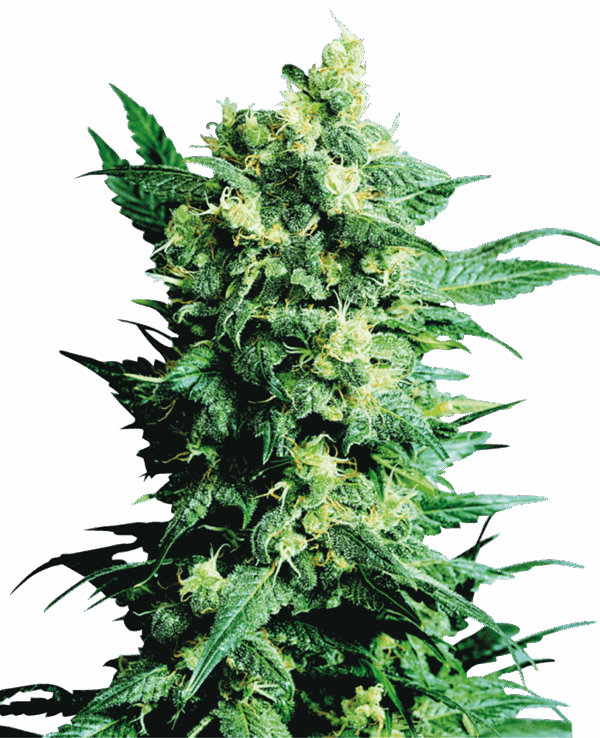 Sensi Seeds Cannabis Shiva Shanti II® Regular