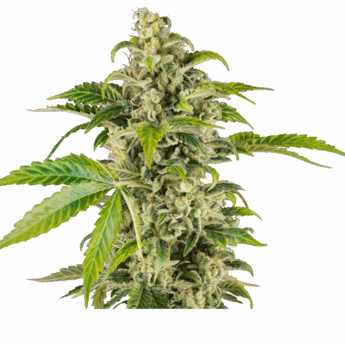 Sensi Seeds Cannabis Seeds Sweet & Sour Cream automata nőiesített