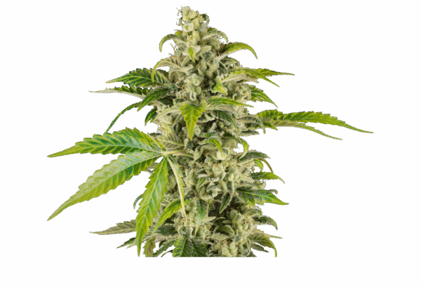 Sensi Seeds Cannabis Seeds Sweet & Sour Cream automata nőiesített