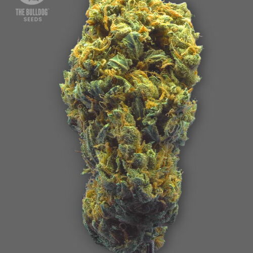 The Bulldog Seeds TB Strawberry Haze Auto