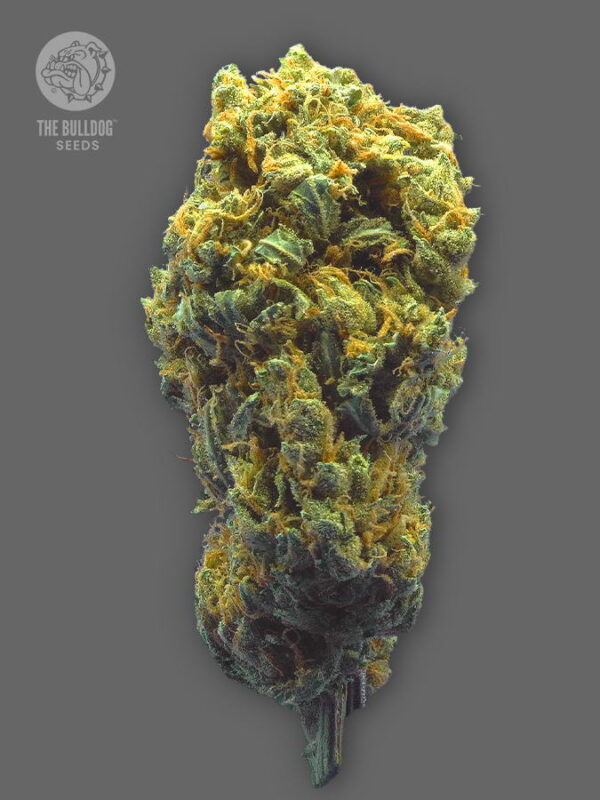 The Bulldog Seeds TB Strawberry Haze Auto