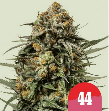 Royal Queen Seeds Cannabis Seeds Gelato 44 Nőiesített 10 db