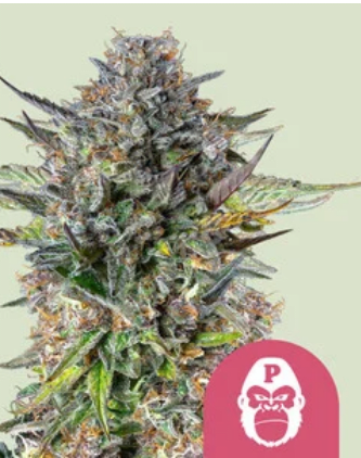 Royal Queen Seeds Cannabis Seeds Pink Gorilla Feminized 10 db