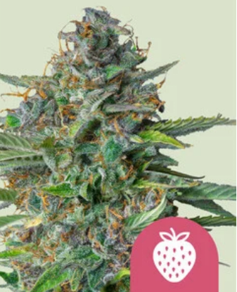 Royal Queen Seeds Cannabis Seeds Eper Köhögés Feminizált 10 db