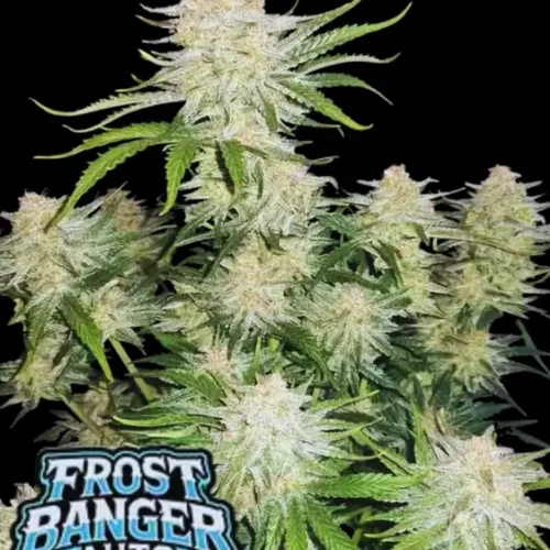 Fast Buds Cannabis Seeds Frostbanger Auto 10 db