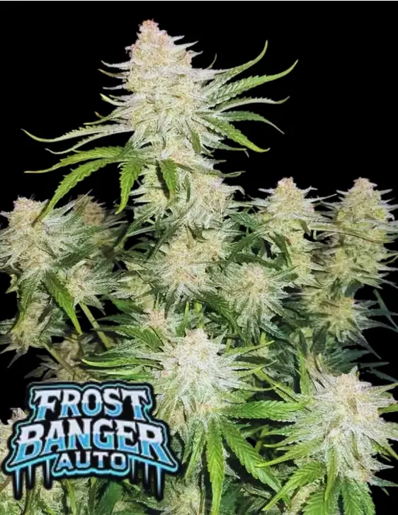 Fast Buds Cannabis Seeds Frostbanger Auto 10 db