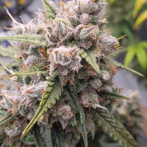 Dutch Passion Cannabis Seeds Auto Cinderella Jack® Autoflowering 100 db