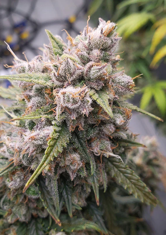 Dutch Passion Cannabis Seeds Auto Cinderella Jack® Autoflowering 100 db