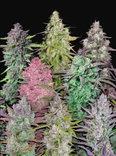 Fast Buds Cannabis Seeds Mix Pack Auto