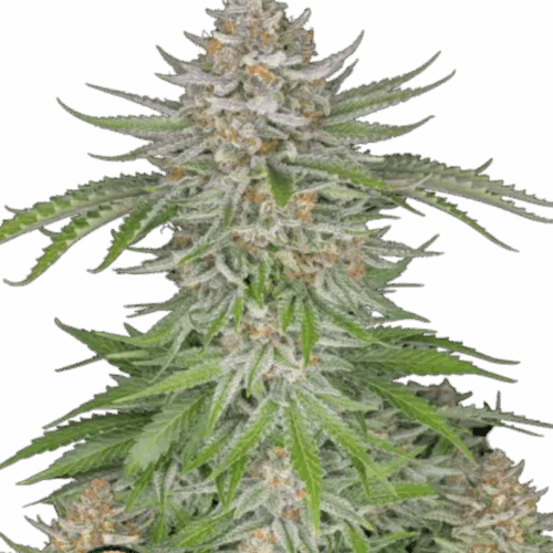 Fast Buds Cannabis Seeds Strawberry Pie Auto 100 db