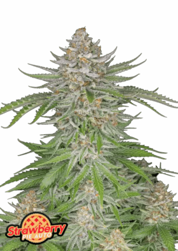 Fast Buds Cannabis Seeds Strawberry Pie Auto 100 db