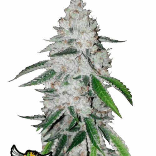 Fast Buds Cannabis Seeds West Coast OG Auto 100 db
