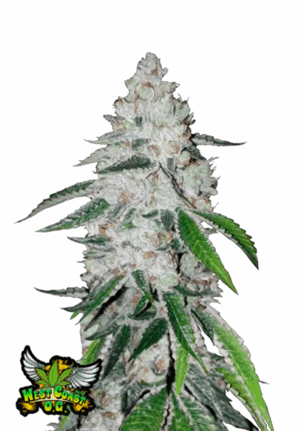 Fast Buds Cannabis Seeds West Coast OG Auto 100 db