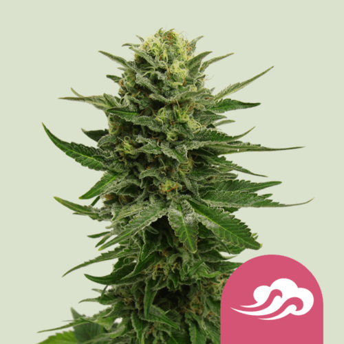 Royal Queen Seeds Cannabis Seeds Blue Mystic Feminized 25 db