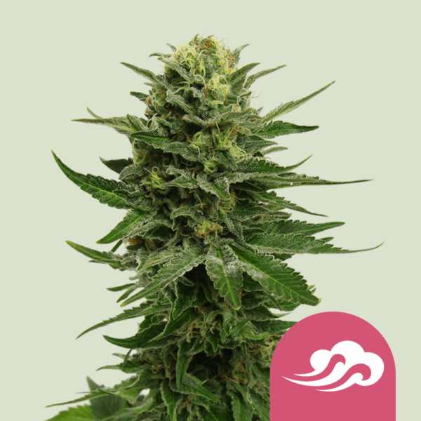 Royal Queen Seeds Cannabis Seeds Blue Mystic Feminized 25 db