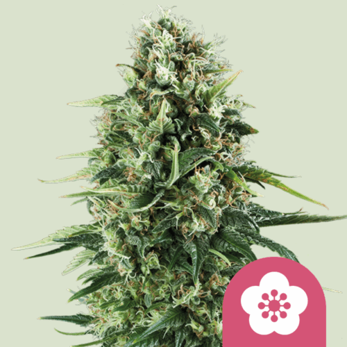 Royal Queen Seeds Cannabis Seeds Power Flower Feminized 25 db