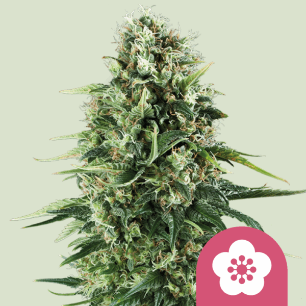 Royal Queen Seeds Cannabis Seeds Power Flower Feminized 25 db