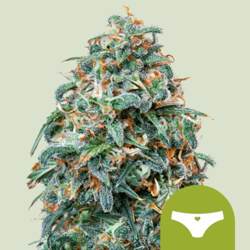 Royal Queen Seeds Cannabis Seeds Sherbet Queen Auto 25 db