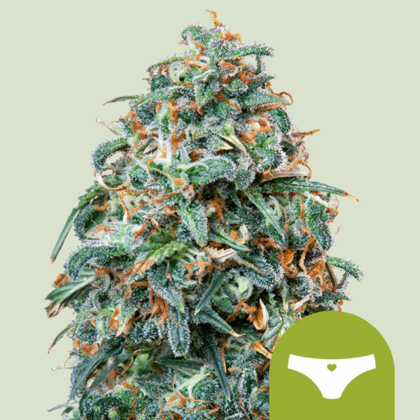 Royal Queen Seeds Cannabis Seeds Sherbet Queen Auto 25 db