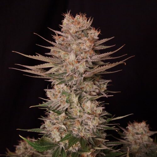 Doctor´s Choice Seeds Chronic Fast F1 BX Regular 10 db