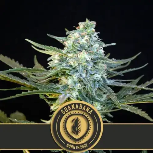 Blimburn Seeds Cannabis Seeds Guanabana Feminized 3 pár