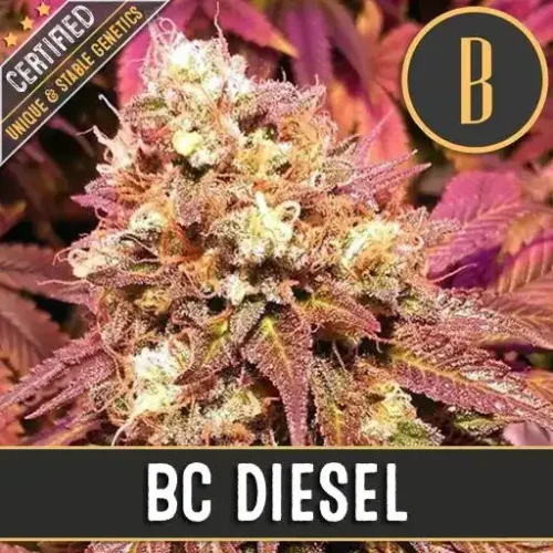 Blimburn Seeds Cannabis Seeds BC Diesel Feminized 3 pár