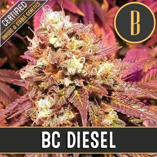 Blimburn Seeds Cannabis Seeds BC Diesel Feminized 3 pár