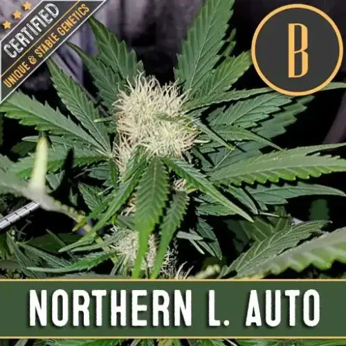 Blimburn Seeds Cannabis Seeds Northern Lights Auto 3 pár