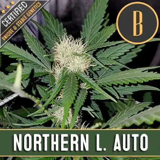 Blimburn Seeds Cannabis Seeds Northern Lights Auto 3 pár