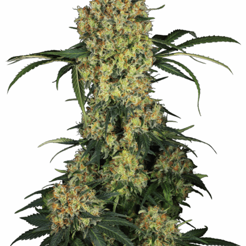 Sensi Seeds Cannabis Seeds Aloha OG Feminized