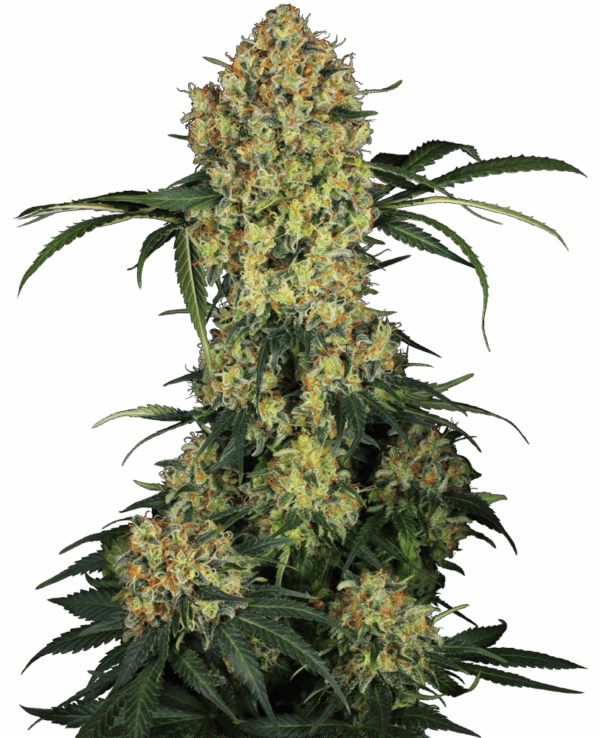 Sensi Seeds Cannabis Seeds Aloha OG Feminized