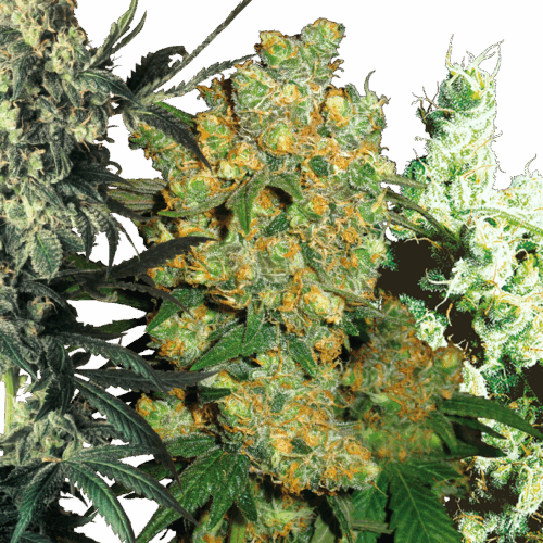 Sensi Seeds Cannabis Seeds Feminized Mix®