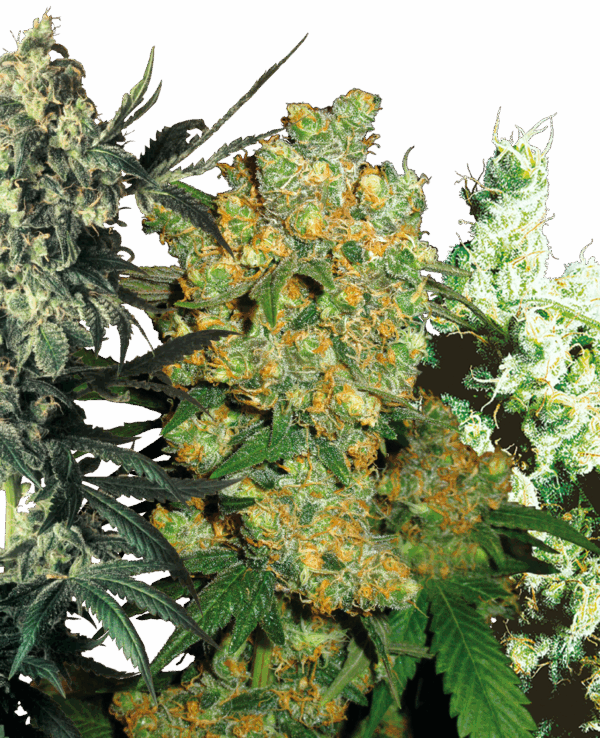 Sensi Seeds Cannabis Seeds Feminized Mix®