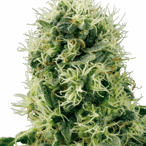 Sensi Seeds Cannabis Seeds Pure Power Plant Feminized by White Label
