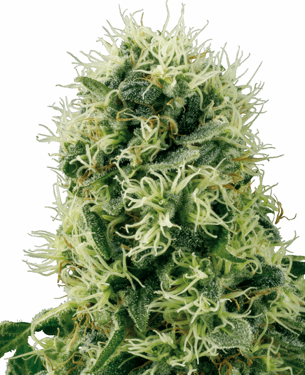 Sensi Seeds Cannabis Seeds Pure Power Plant Feminized by White Label