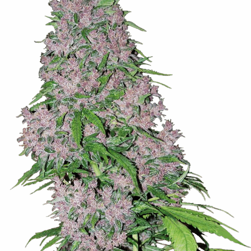 Sensi Seeds Cannabis Seeds Purple Bud Feminized by White Label