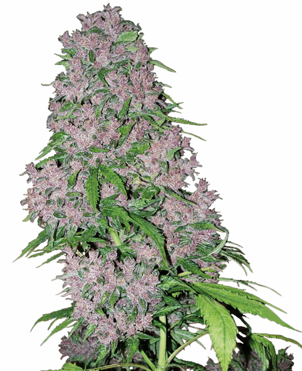 Sensi Seeds Cannabis Seeds Purple Bud Feminized by White Label