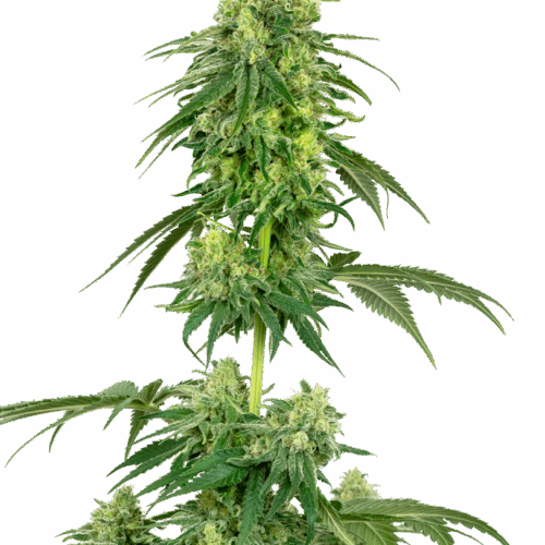 Sensi Seeds Cannabis Seeds Strawberry Kush Feminized by White Label