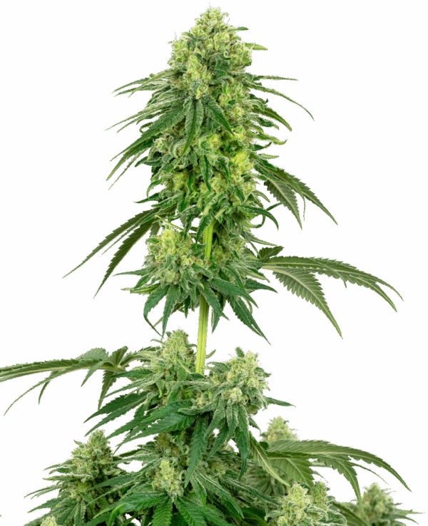 Sensi Seeds Cannabis Seeds Strawberry Kush Feminized by White Label