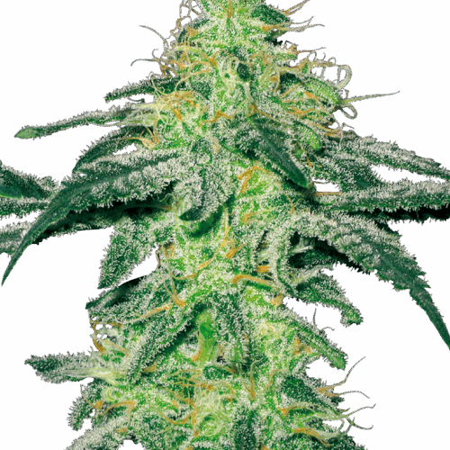 Sensi Seeds Cannabis Seeds White Skunk Feminized by White Label