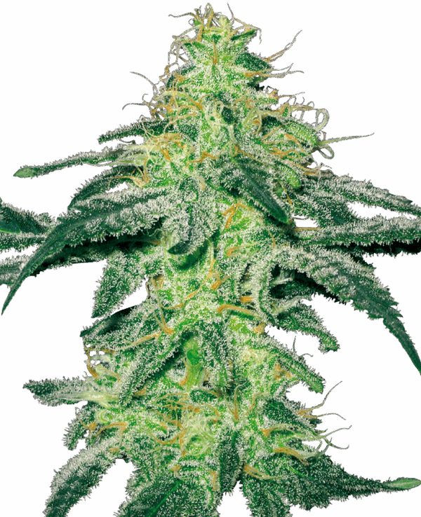 Sensi Seeds Cannabis Seeds White Skunk Feminized by White Label