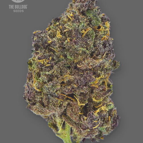 The Bulldog Seeds TB Purple CBD Auto