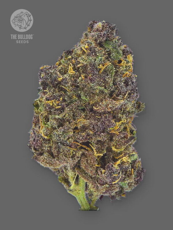The Bulldog Seeds TB Purple CBD Auto